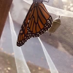 Meet your Posher, Ann